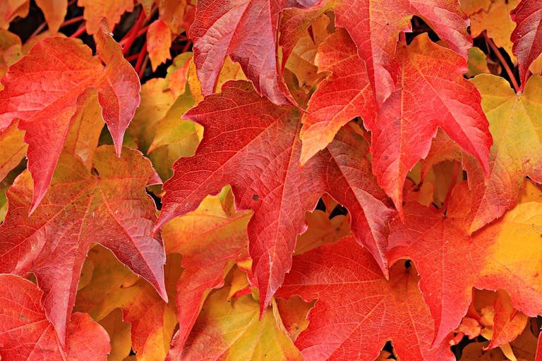 Close-up of vibrant red and orange autumn maple leaves showcasing the beautiful fall foliage.