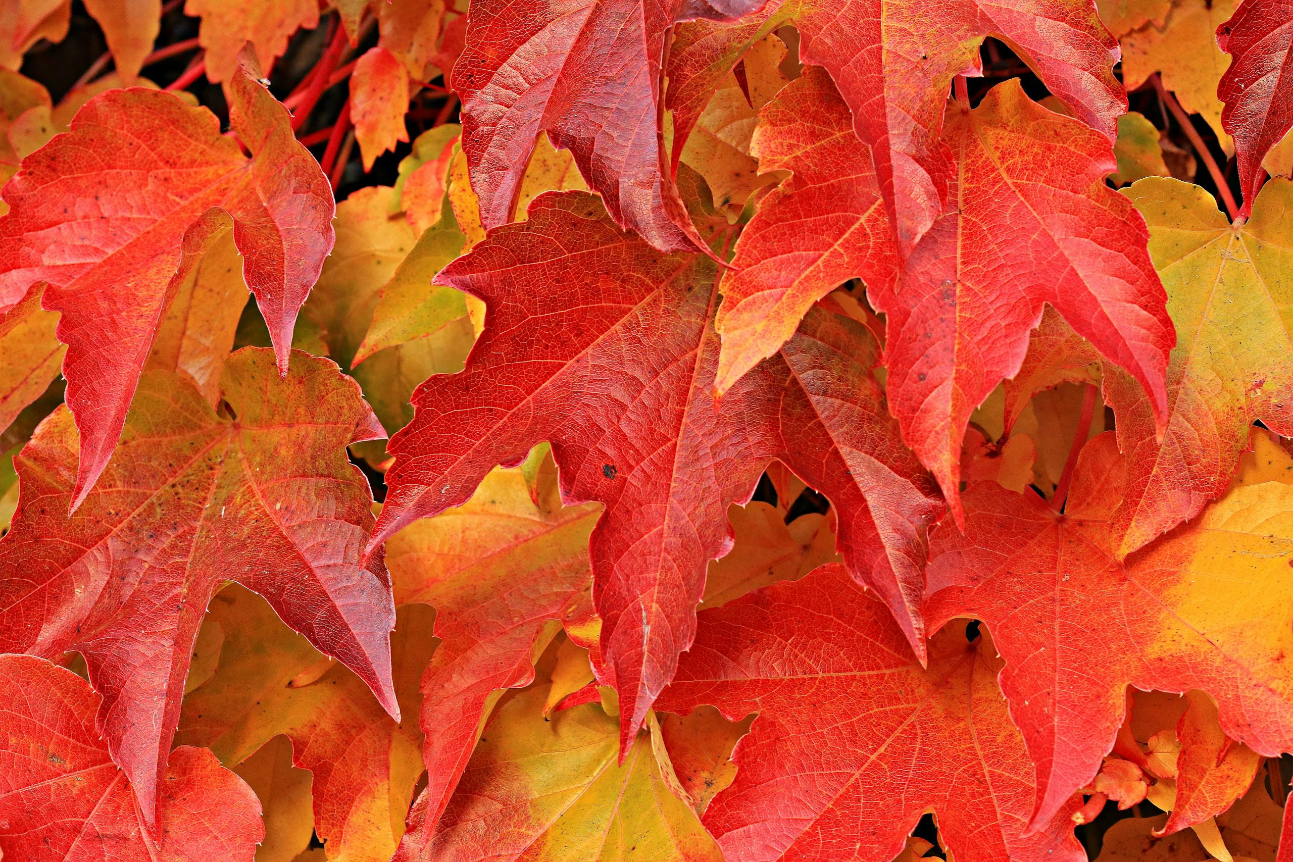 Close-up of vibrant red and orange autumn maple leaves showcasing the beautiful fall foliage.